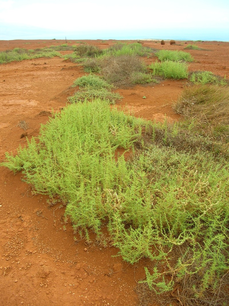 Prickly Russian Thistle photo 7