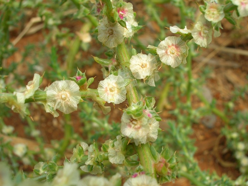 Prickly Russian Thistle photo 8