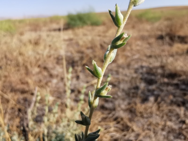Salsola turcica