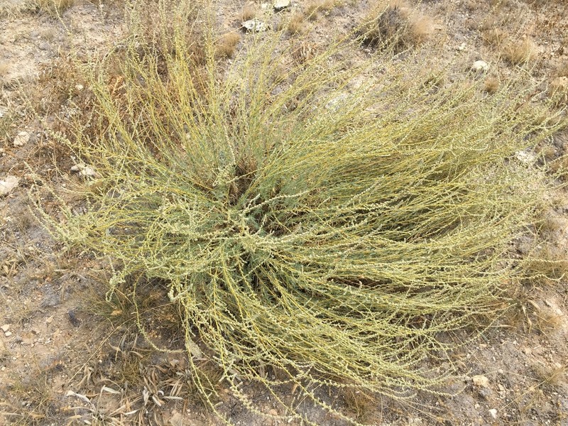 Salsola turcica photo 2