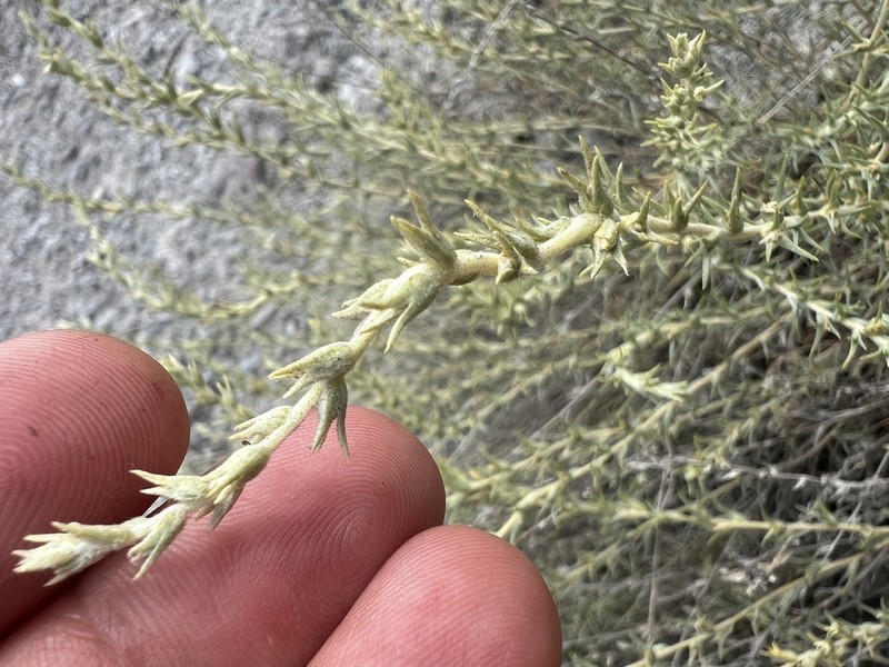 Salsola turcica photo 3