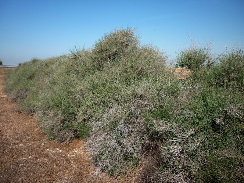 Shrubby Russian Thistle photo 4