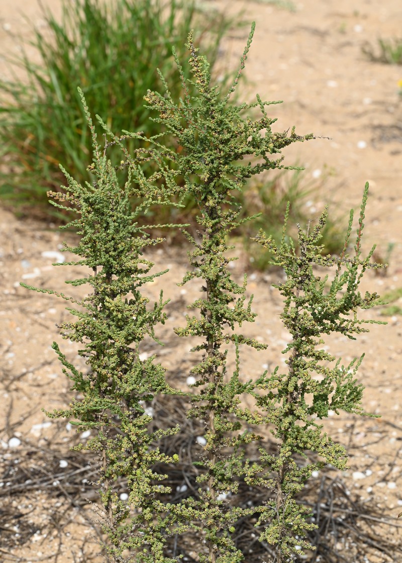 Shrubby Russian Thistle photo 5