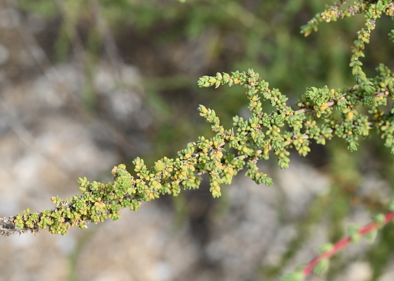 Shrubby Russian Thistle photo 6
