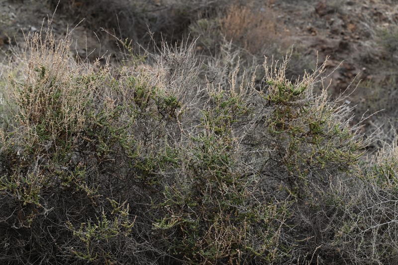 Shrubby Russian Thistle photo 7