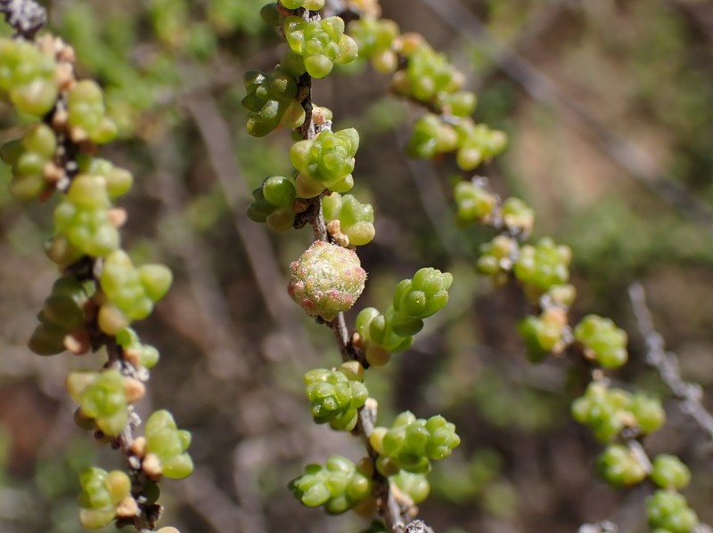 Shrubby Russian Thistle photo 2