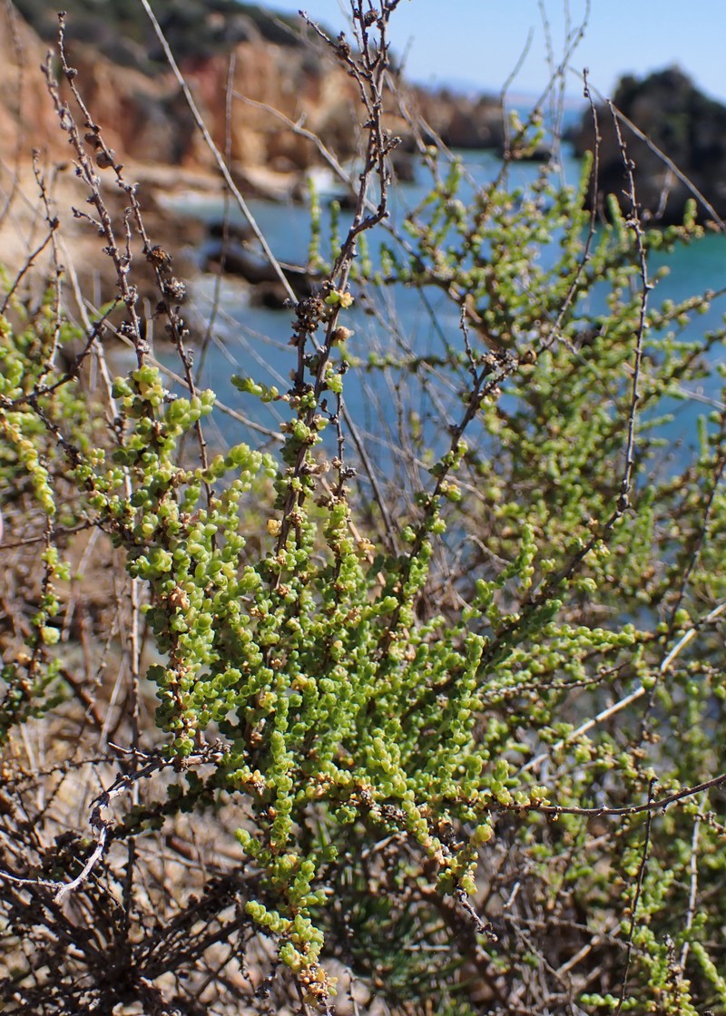Shrubby Russian Thistle photo 3