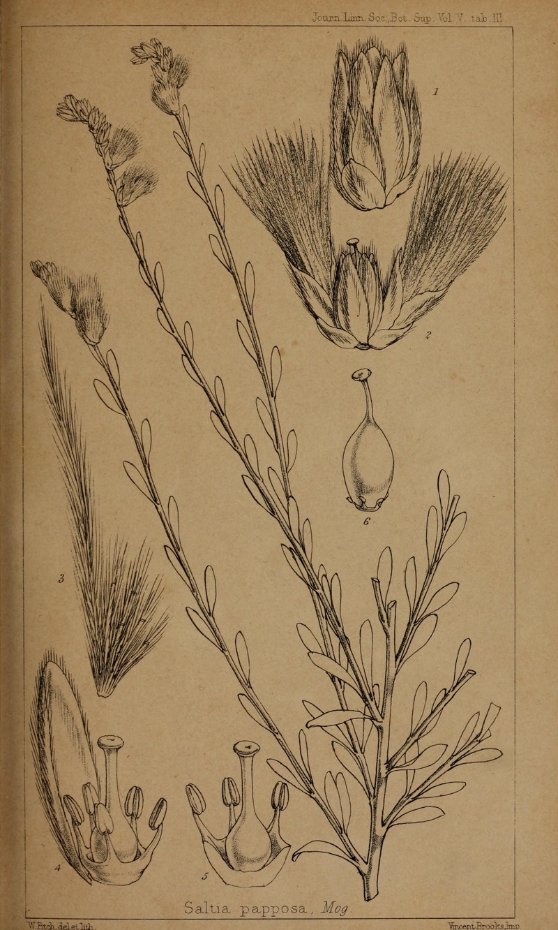 Saltia papposa