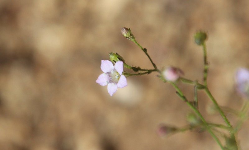 Southern Gilia