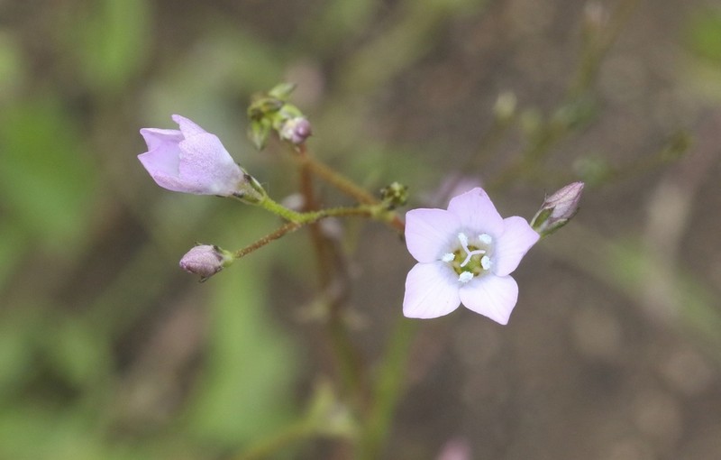 Southern Gilia photo 2