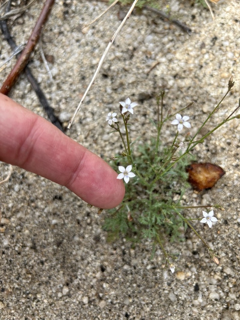 Southern Gilia photo 3