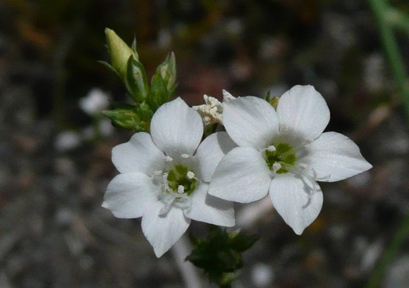 Southern Gilia photo 4