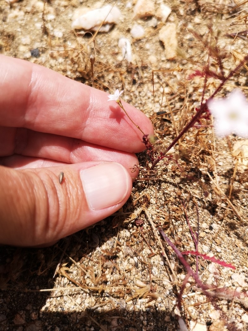 Southern Gilia photo 5