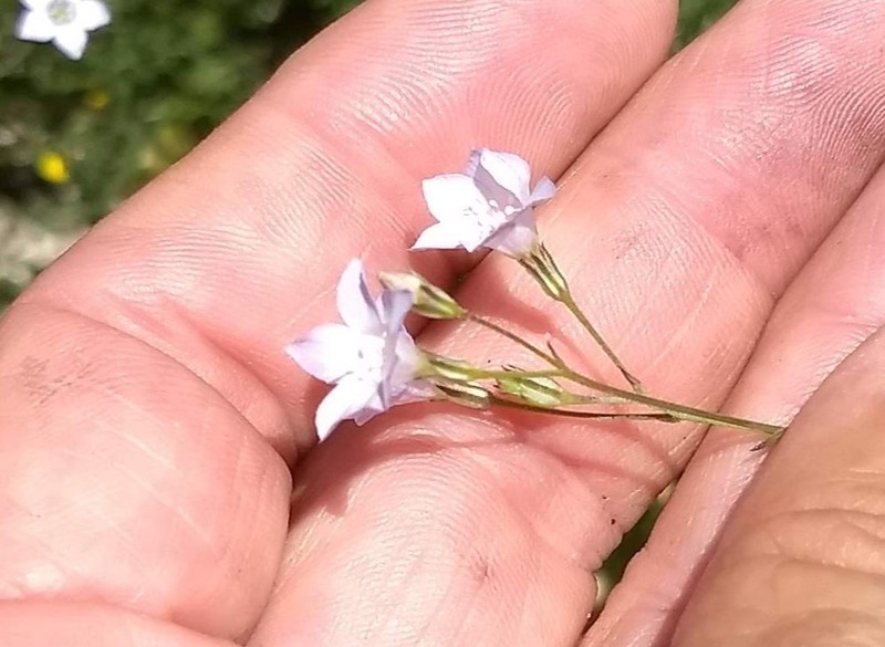 Southern Gilia photo 6