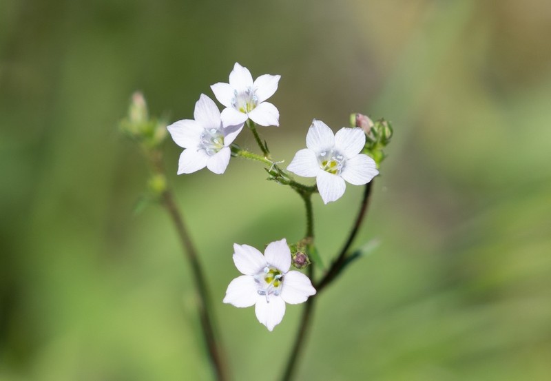 Southern Gilia photo 7