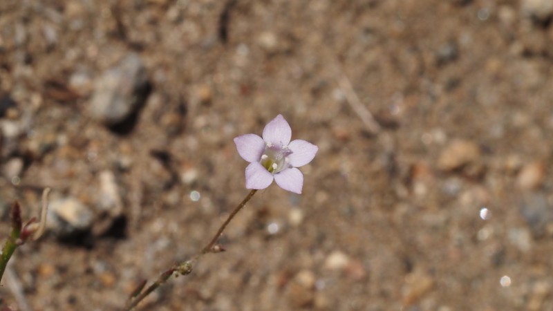 Southern Gilia photo 8