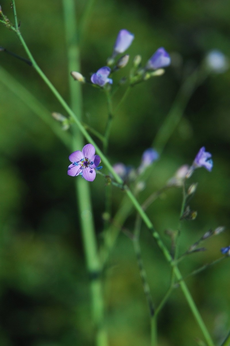 Carawayleaf Gilia