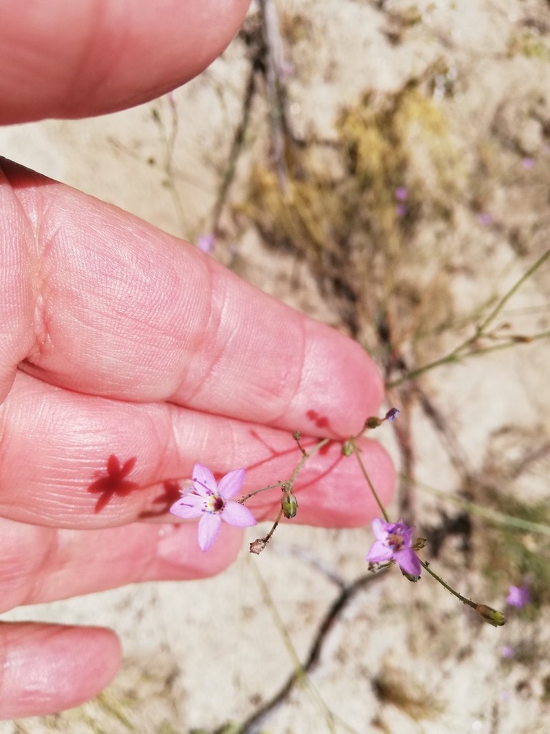 Carawayleaf Gilia photo 2