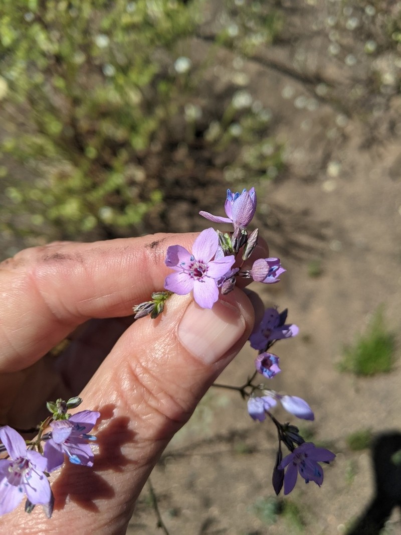 Carawayleaf Gilia photo 3
