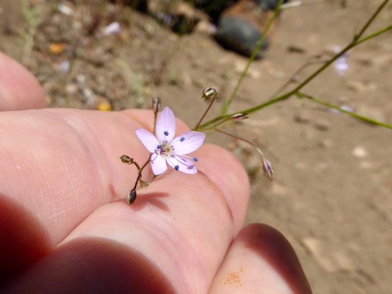 Carawayleaf Gilia photo 4