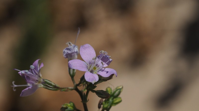 Carawayleaf Gilia photo 5
