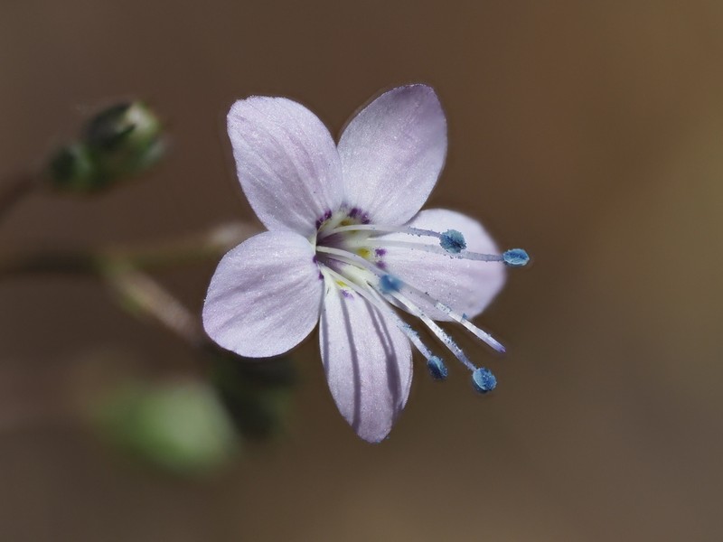 Carawayleaf Gilia photo 6