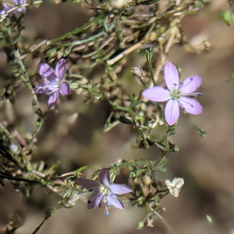 Carawayleaf Gilia photo 7