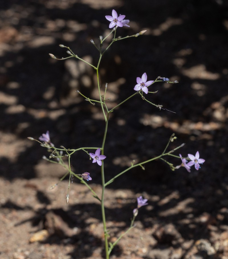 Carawayleaf Gilia photo 8