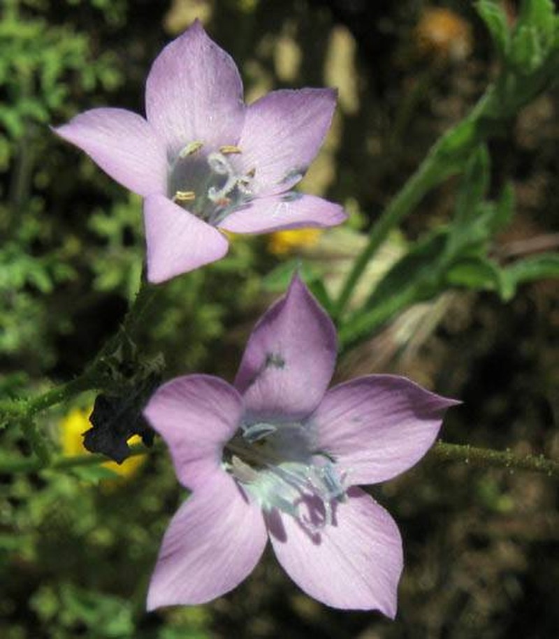 Splendid Woodland-Gilia