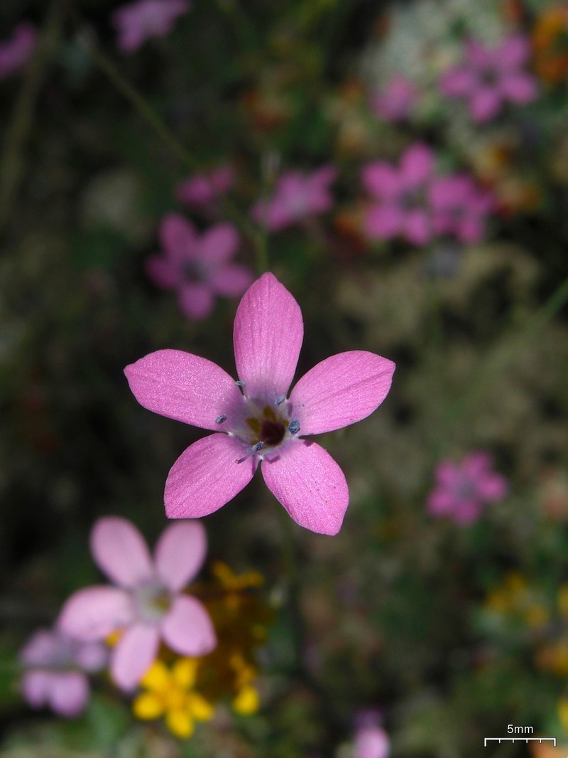 Splendid Woodland-Gilia photo 3