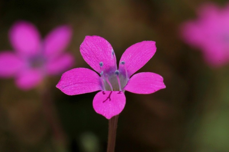 Splendid Woodland-Gilia photo 2