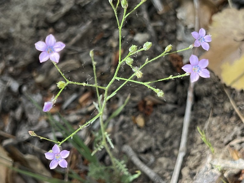 Splendid Woodland-Gilia photo 4