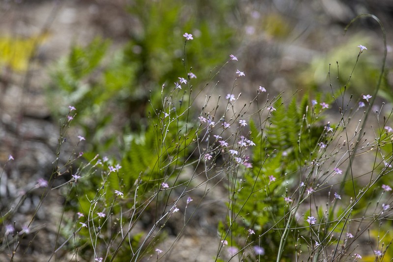 Splendid Woodland-Gilia photo 6
