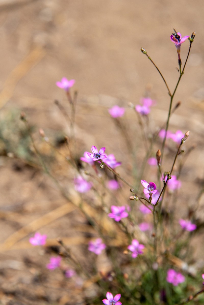 Splendid Woodland-Gilia photo 7