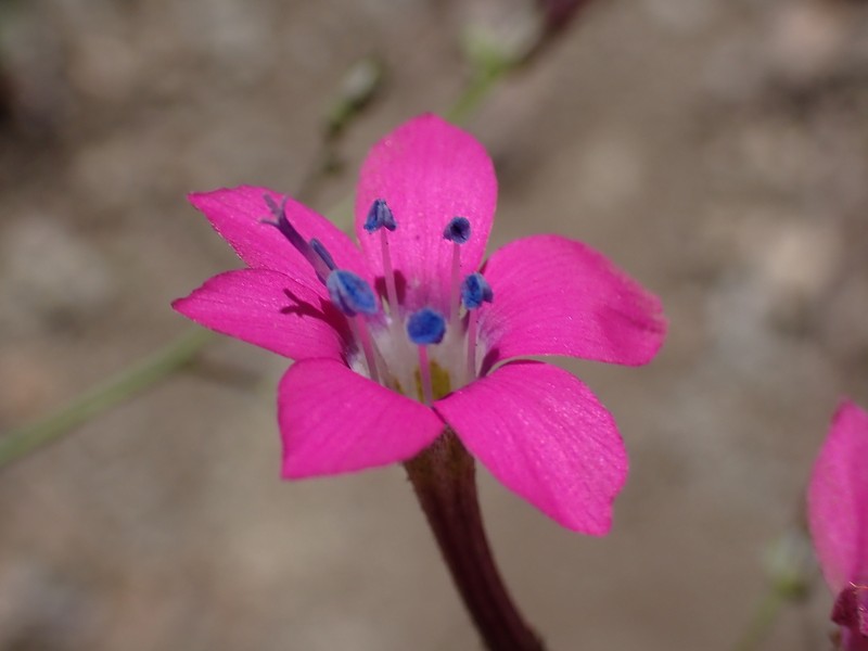Saltugilia splendens subsp. grantii
