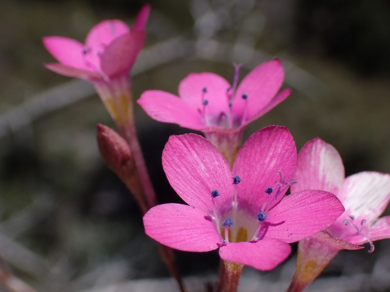 Saltugilia splendens subsp. grantii photo 2