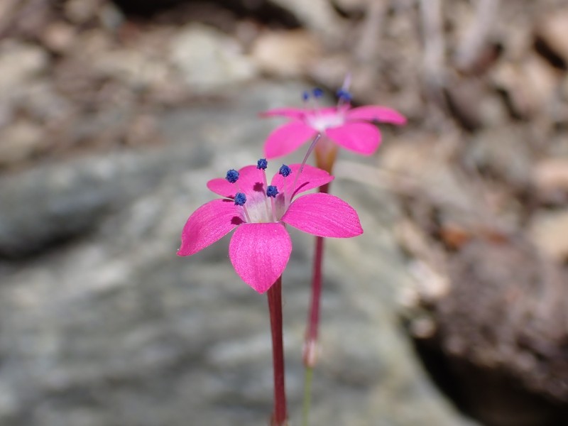 Saltugilia splendens subsp. grantii photo 3