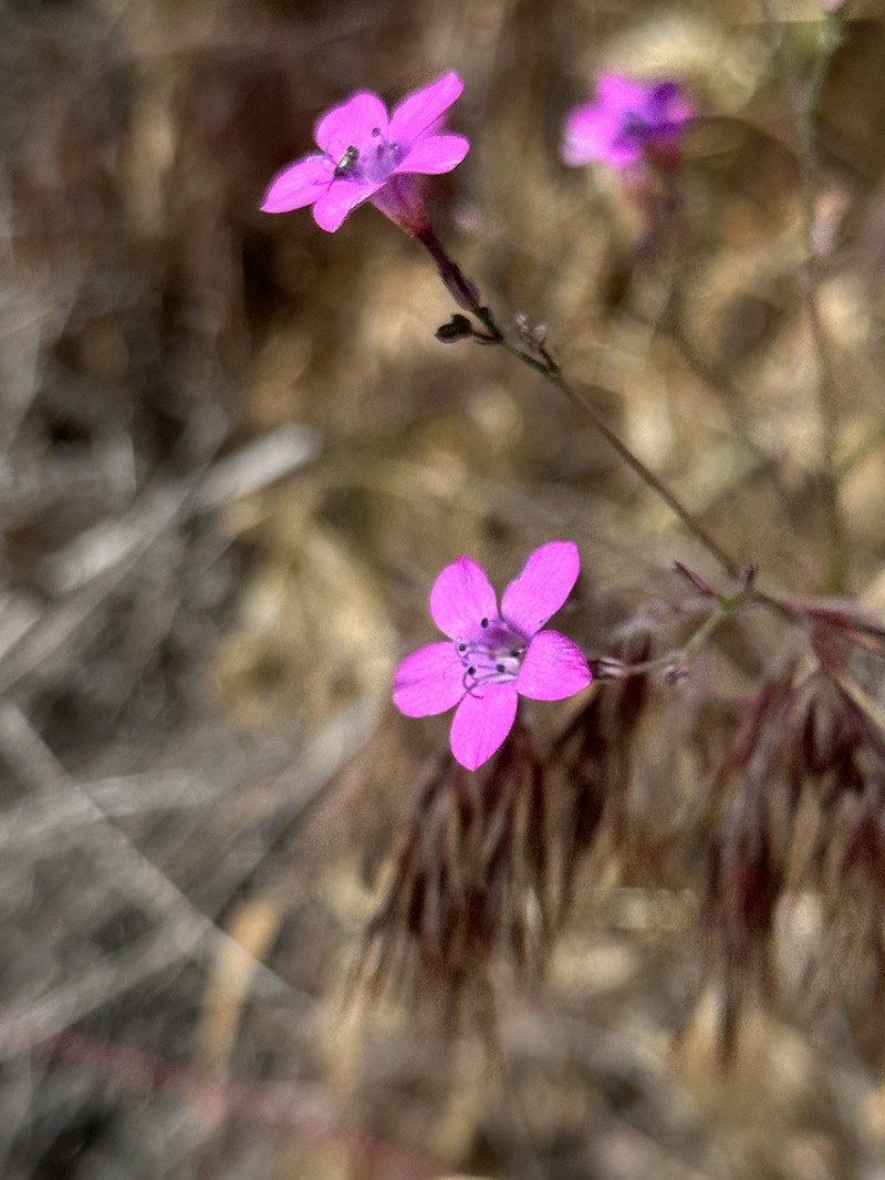 Saltugilia splendens subsp. grantii photo 4