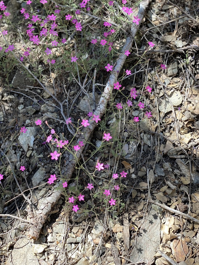 Saltugilia splendens subsp. grantii photo 5
