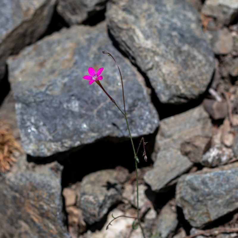 Saltugilia splendens subsp. grantii photo 6