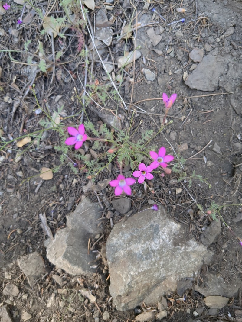 Saltugilia splendens subsp. grantii photo 7