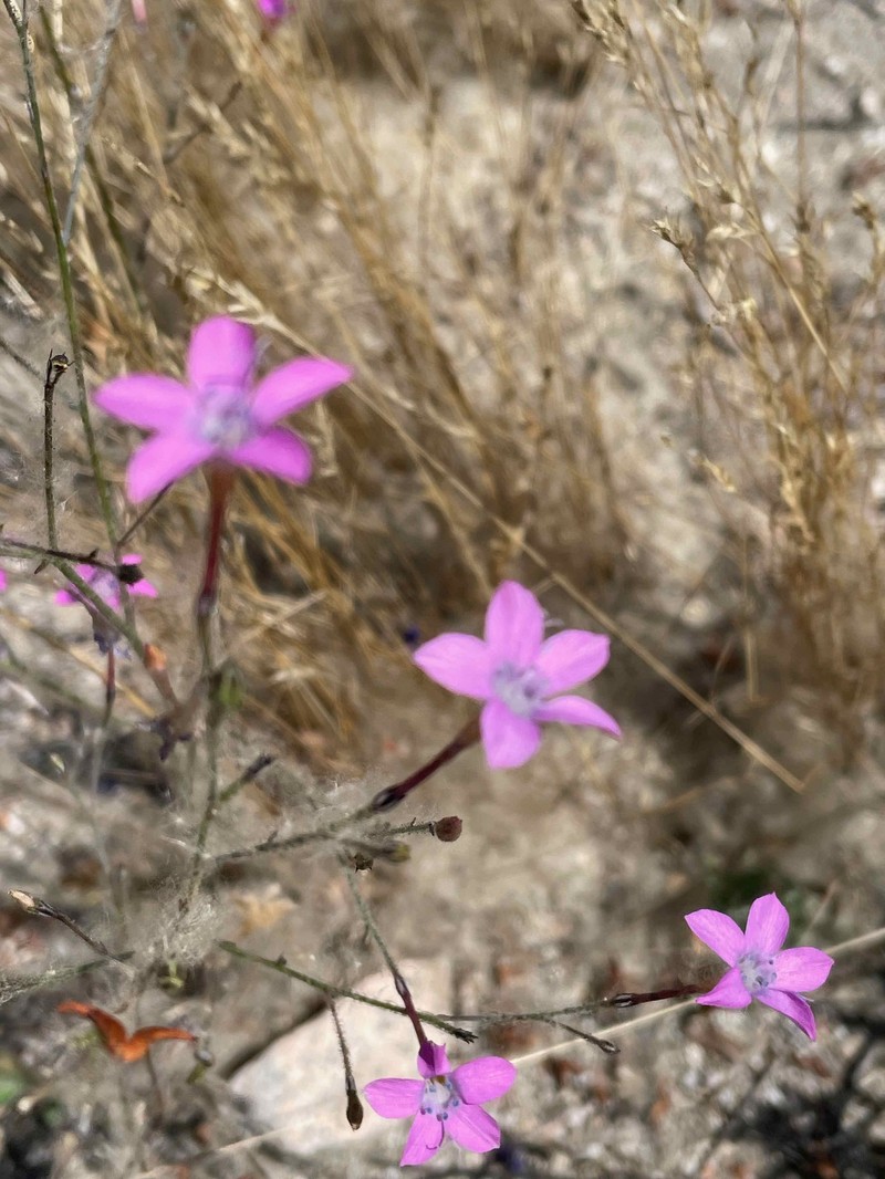 Saltugilia splendens subsp. grantii photo 8
