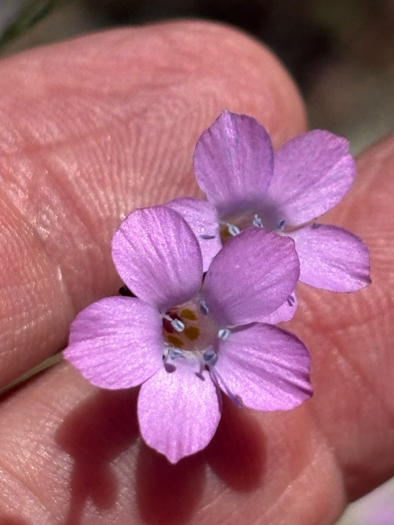 Saltugilia splendens subsp. splendens