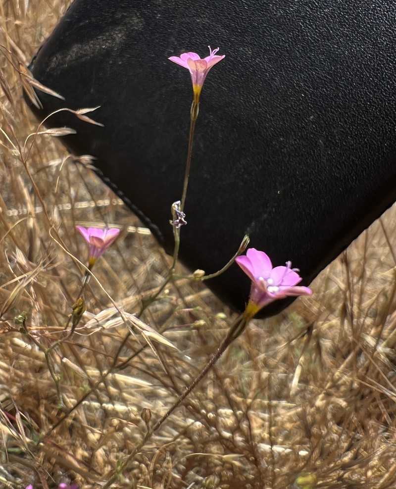 Saltugilia splendens subsp. splendens photo 2