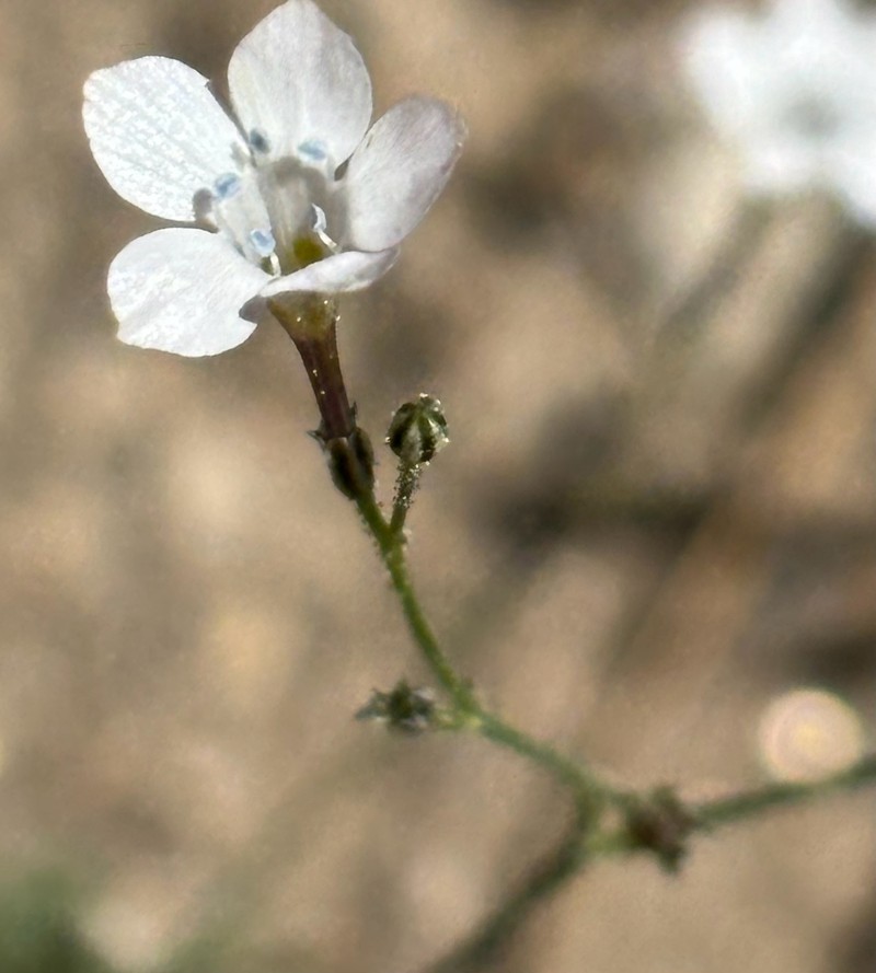 Saltugilia splendens subsp. splendens photo 3