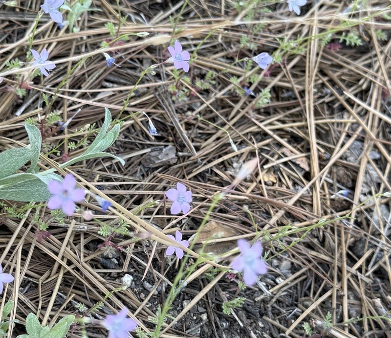 Saltugilia splendens subsp. splendens photo 4