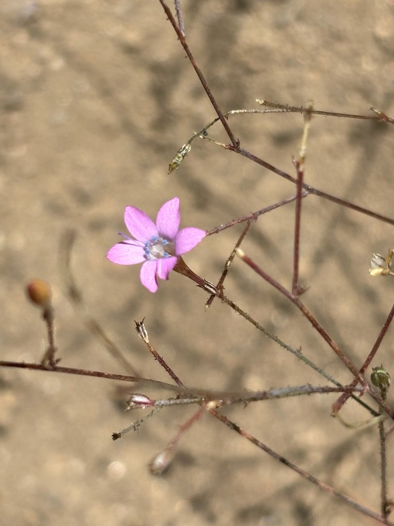 Saltugilia splendens subsp. splendens photo 5