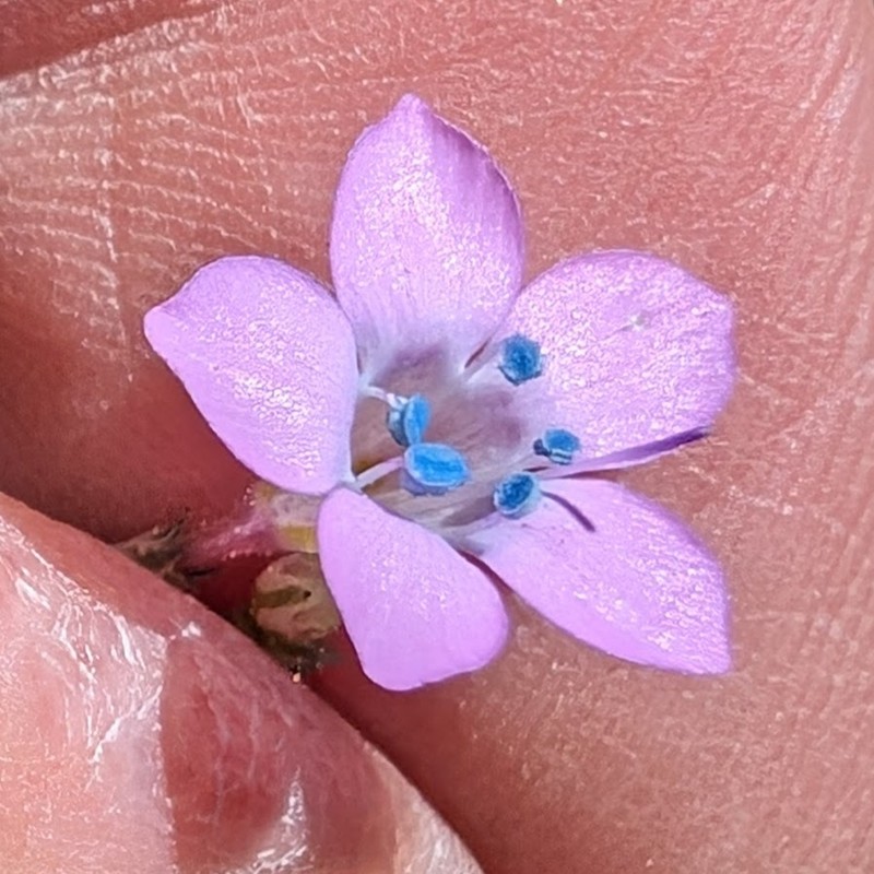 Saltugilia splendens subsp. splendens photo 7