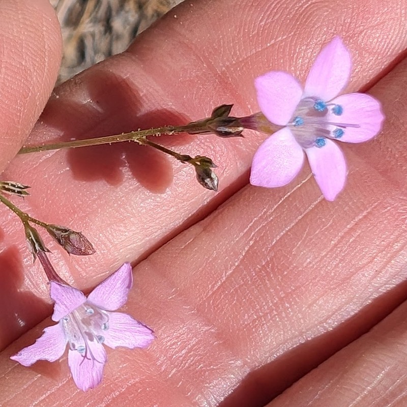 Saltugilia splendens subsp. splendens photo 8