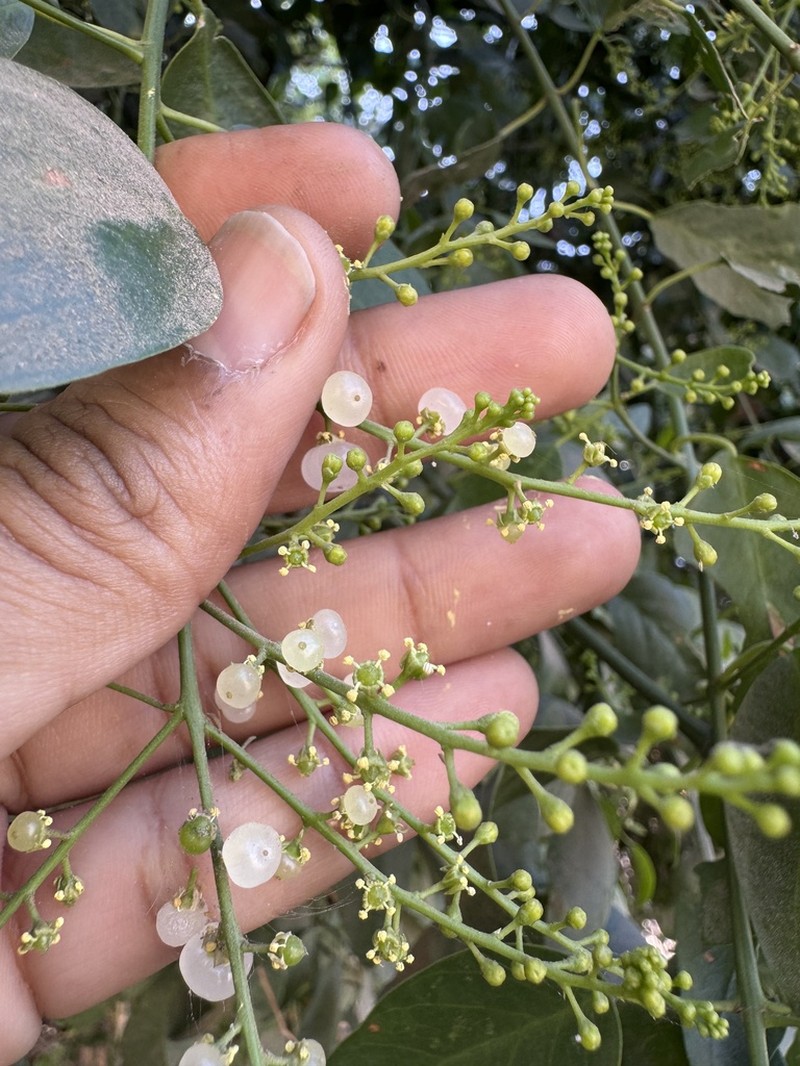 Salvadora alii